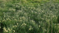 Iris grant-duffii