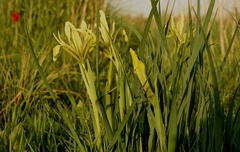 Iris grant-duffii