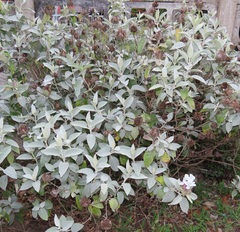 Barleria albostellata