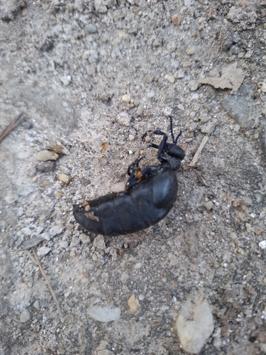 Black Oil Beetle
