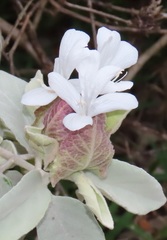 Barleria albostellata