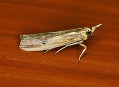 Ancylostomia stercorea