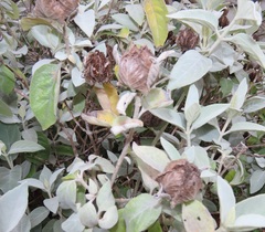 Barleria albostellata