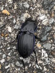 Pasimachus marginatus