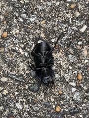 Pasimachus marginatus