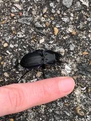 Pasimachus marginatus