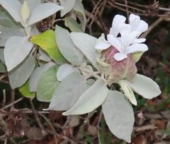 Barleria albostellata