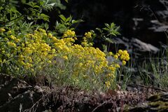 Golden Alyssum (Aurinia saxatilis)