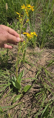 Senecio ampullaceus observed 2026-05-03