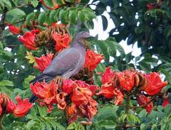 Patagioenas inornata wetmorei