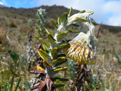Lasiocephalus ovatus