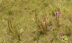 Watsonia lepida