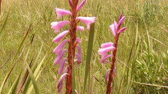 Watsonia lepida