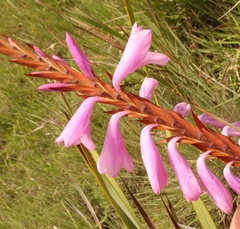 Watsonia lepida