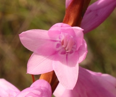 Watsonia lepida