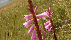 Watsonia lepida