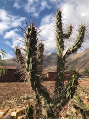 Austrocylindropuntia subulata
