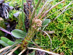 Alchemilla hispidula