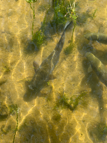 Chelon labrosus