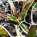 Carex brachycalama - Photo (c) fabien_anthelme, some rights reserved (CC BY-NC), uploaded by fabien_anthelme