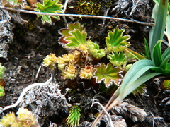 Alchemilla orbiculata