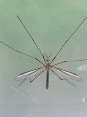 Tipula