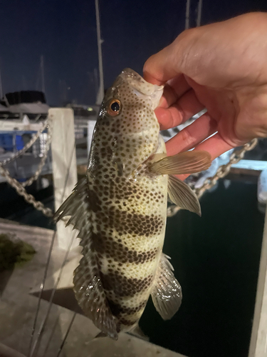 Paralabrax maculatofasciatus