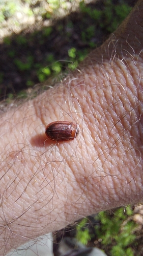 Peltis ferruginea