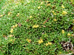 Valeriana aretioides