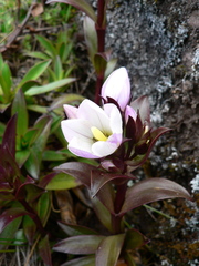 Gentianella foliosa