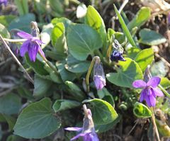 Viola ambigua