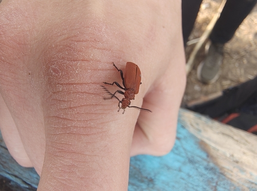 Common Cardinal Beetle