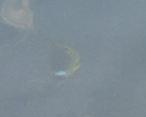 Chaetodon lunula
