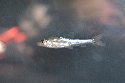 Khanka gudgeon (Squalidus chankaensis) — Cyprinidae — 2