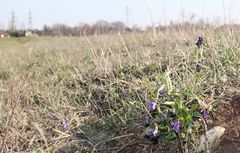 Viola ambigua