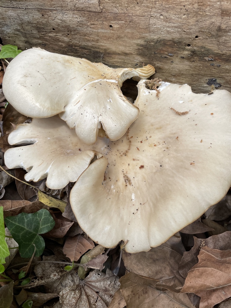 Pleurotus ostreatus · May 2026 · photo: © irabike (iNaturalist, cc0)