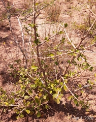 Randia obcordata