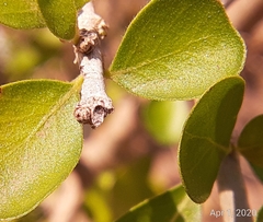Randia obcordata