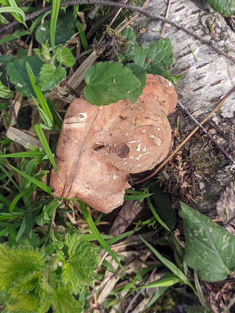 Fomitopsis betulina · May 2026 · photo: © naturalist57011 (iNaturalist, cc-by)