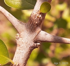 Randia obcordata