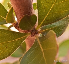 Randia obcordata