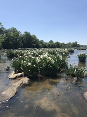 Hymenocallis coronaria