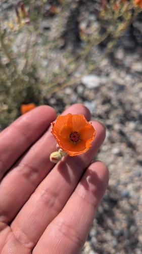 apricot mallow