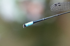 Acanthagrion trilobatum