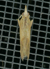 Ancylostomia stercorea