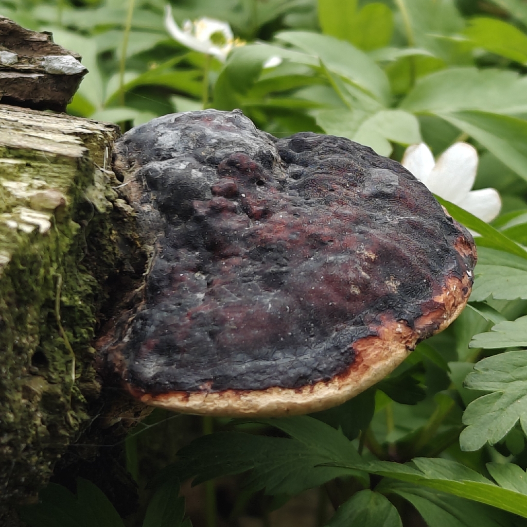 Fomitopsis pinicola · May 2026 · photo: © rixtr (iNaturalist, cc0)
