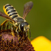 Megachile inimica sayi - Photo (c) Max McCarthy, some rights reserved (CC BY-NC), uploaded by Max McCarthy