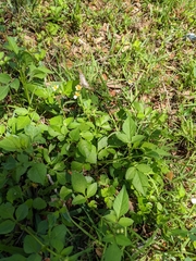 Bidens alba