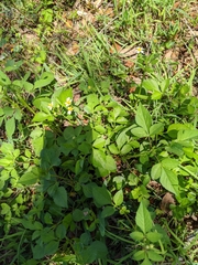 Bidens alba