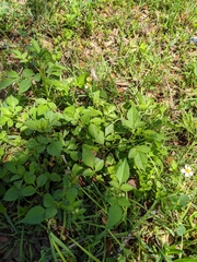 Bidens alba